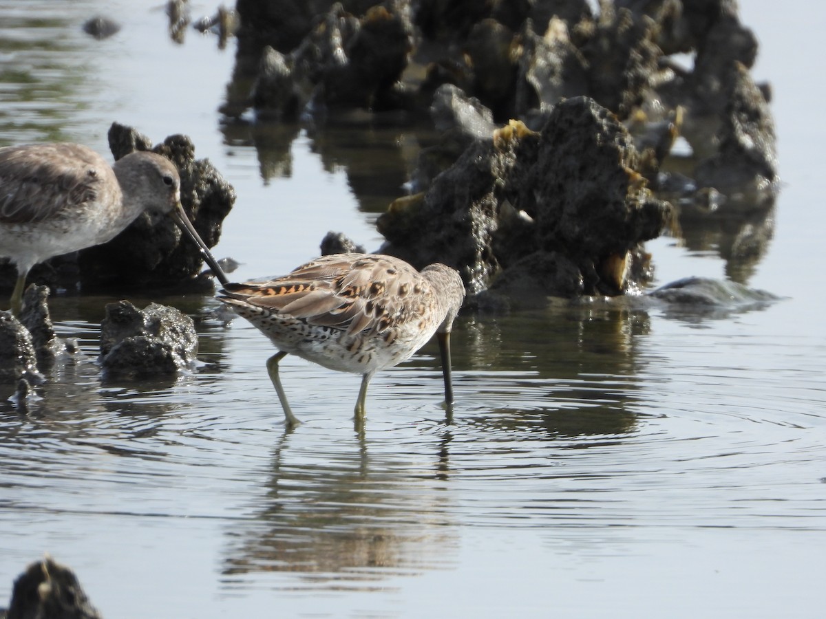 Short-billed Dowitcher - ML148061821