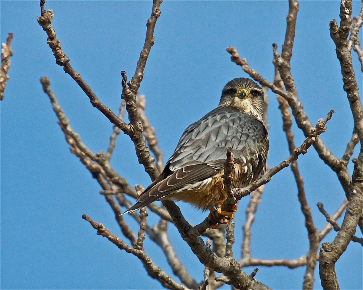 Merlin - Jack & Holly Bartholmai