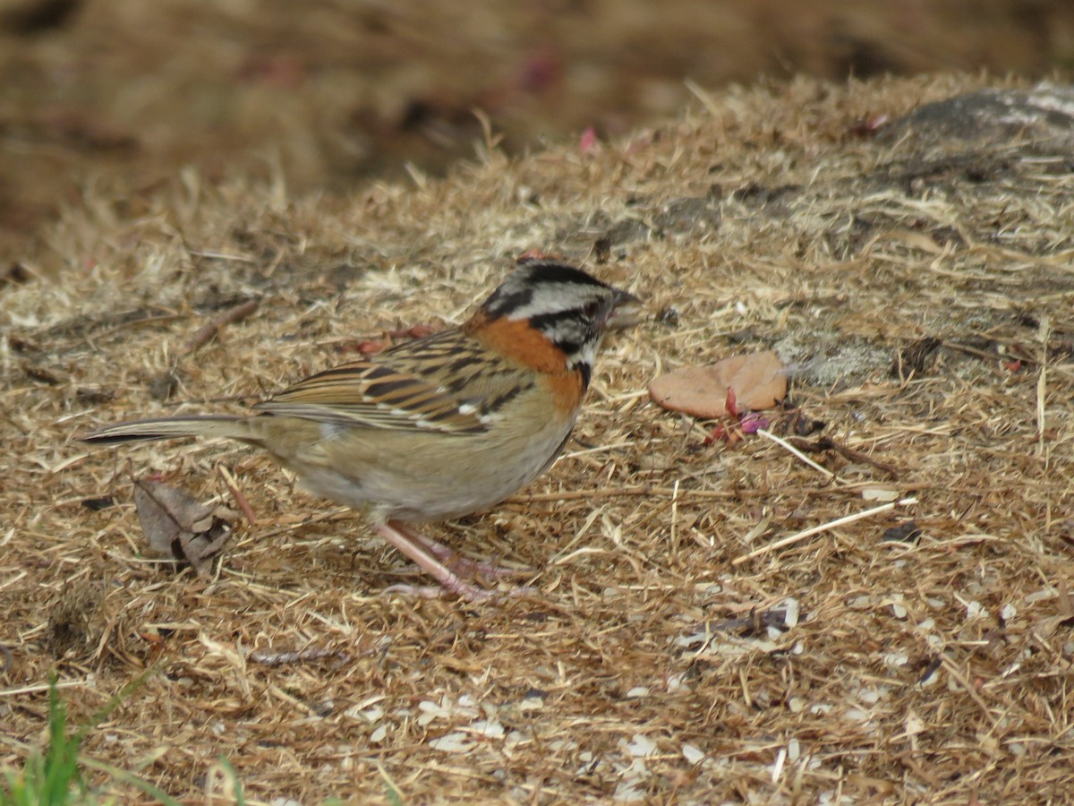Rufous-collared Sparrow - ML148062291