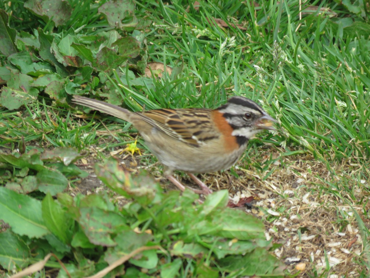 Rufous-collared Sparrow - ML148062301