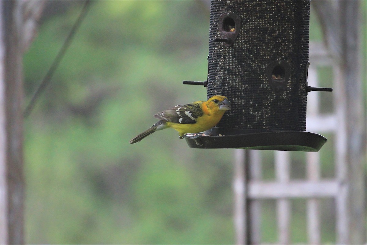 Yellow Grosbeak - ML148062311