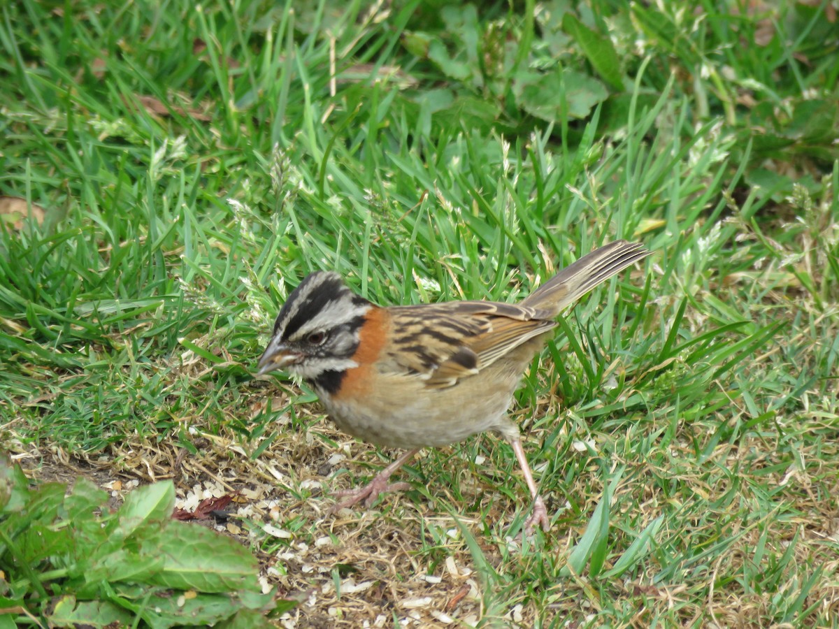 Rufous-collared Sparrow - ML148062321