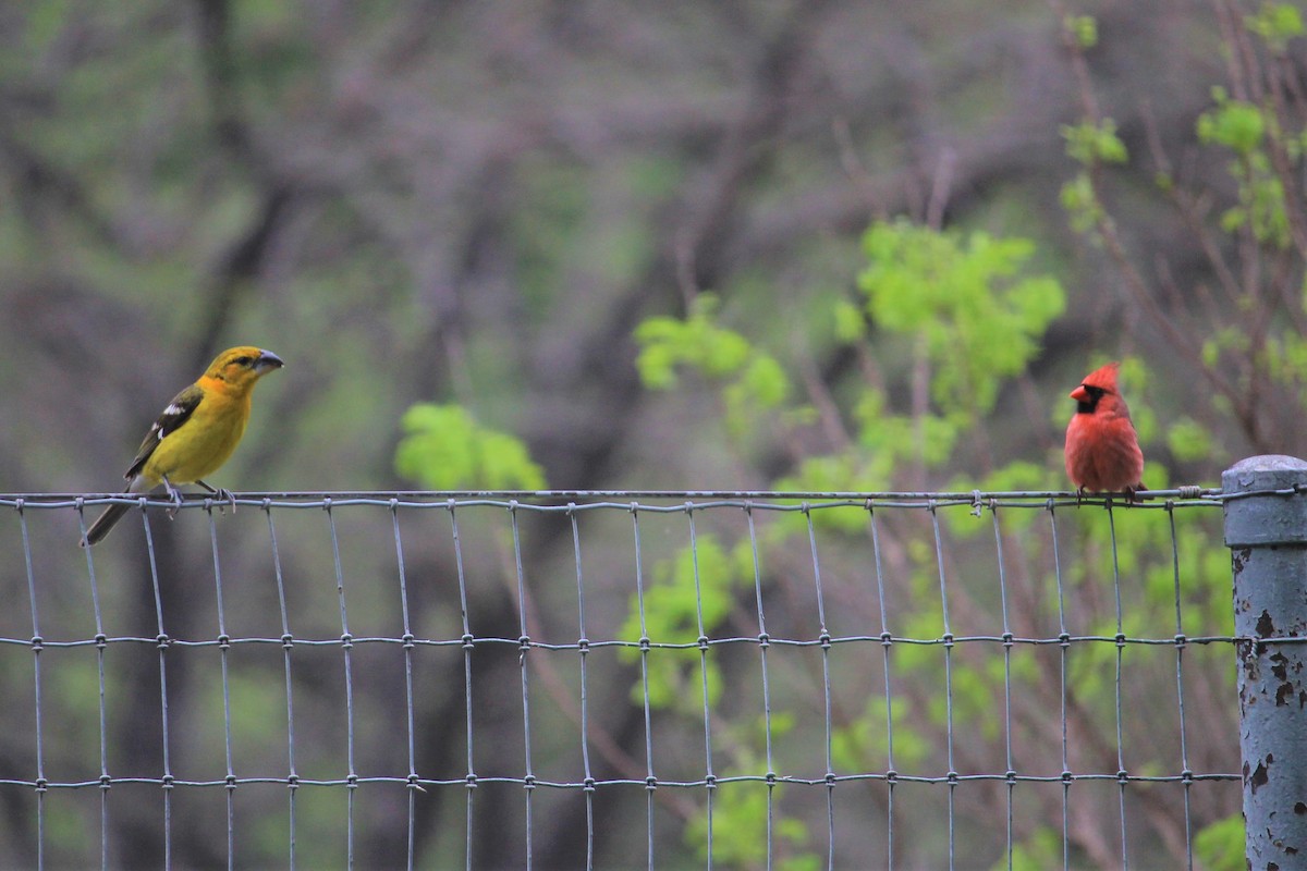 Yellow Grosbeak - ML148062341