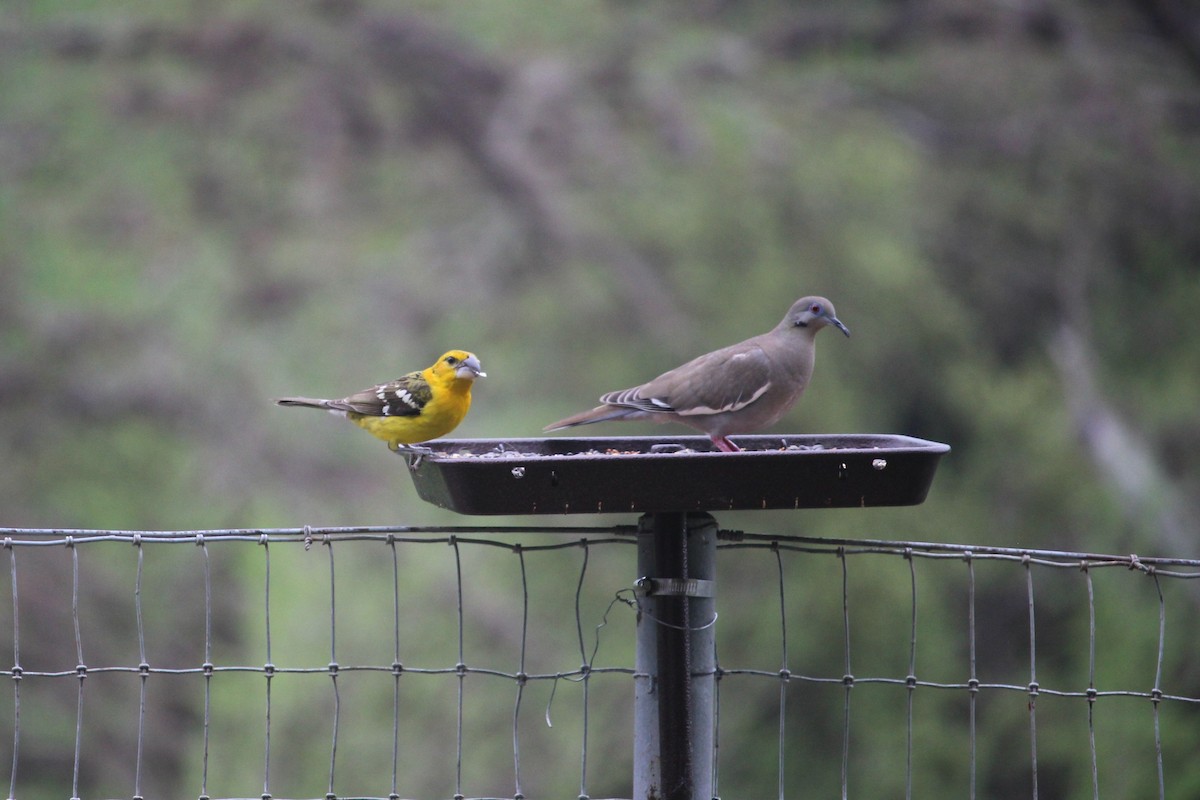 Yellow Grosbeak - ML148062351