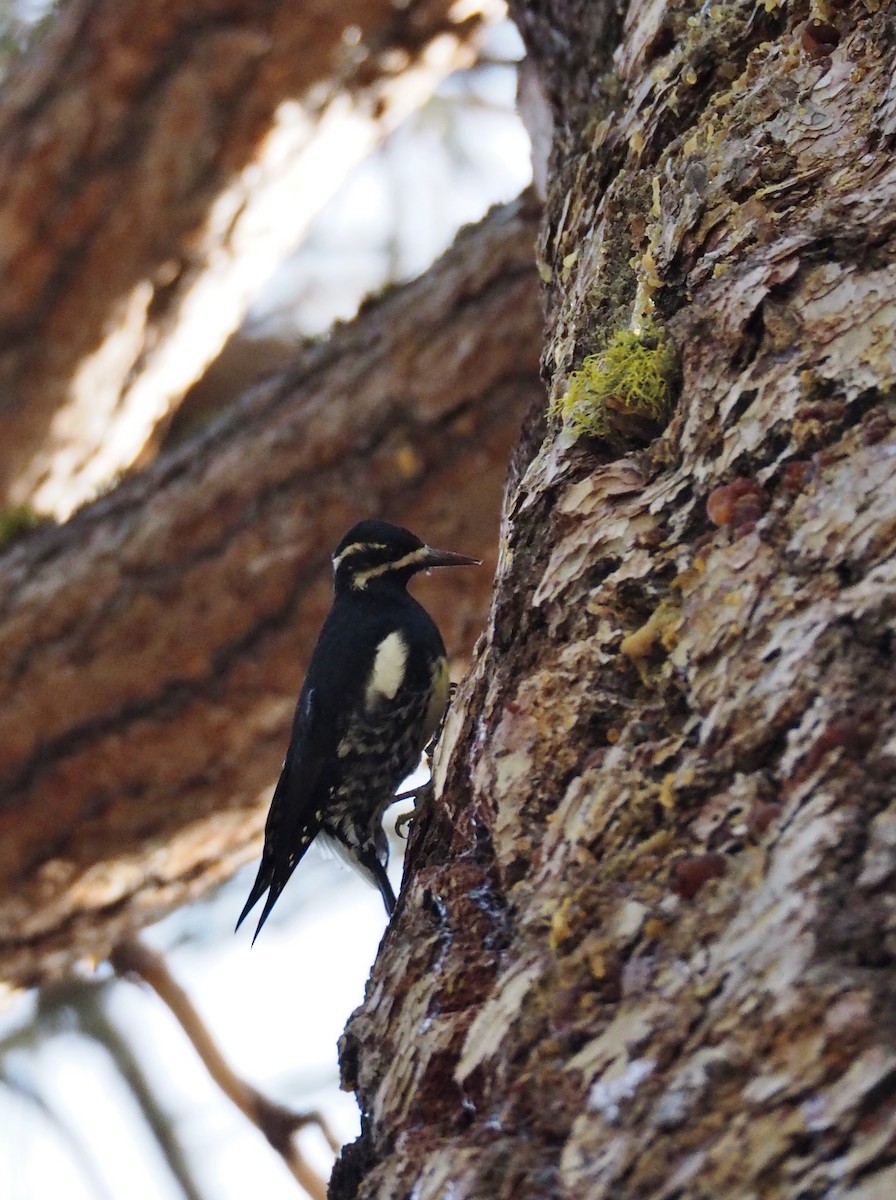 Williamson's Sapsucker - ML148062761