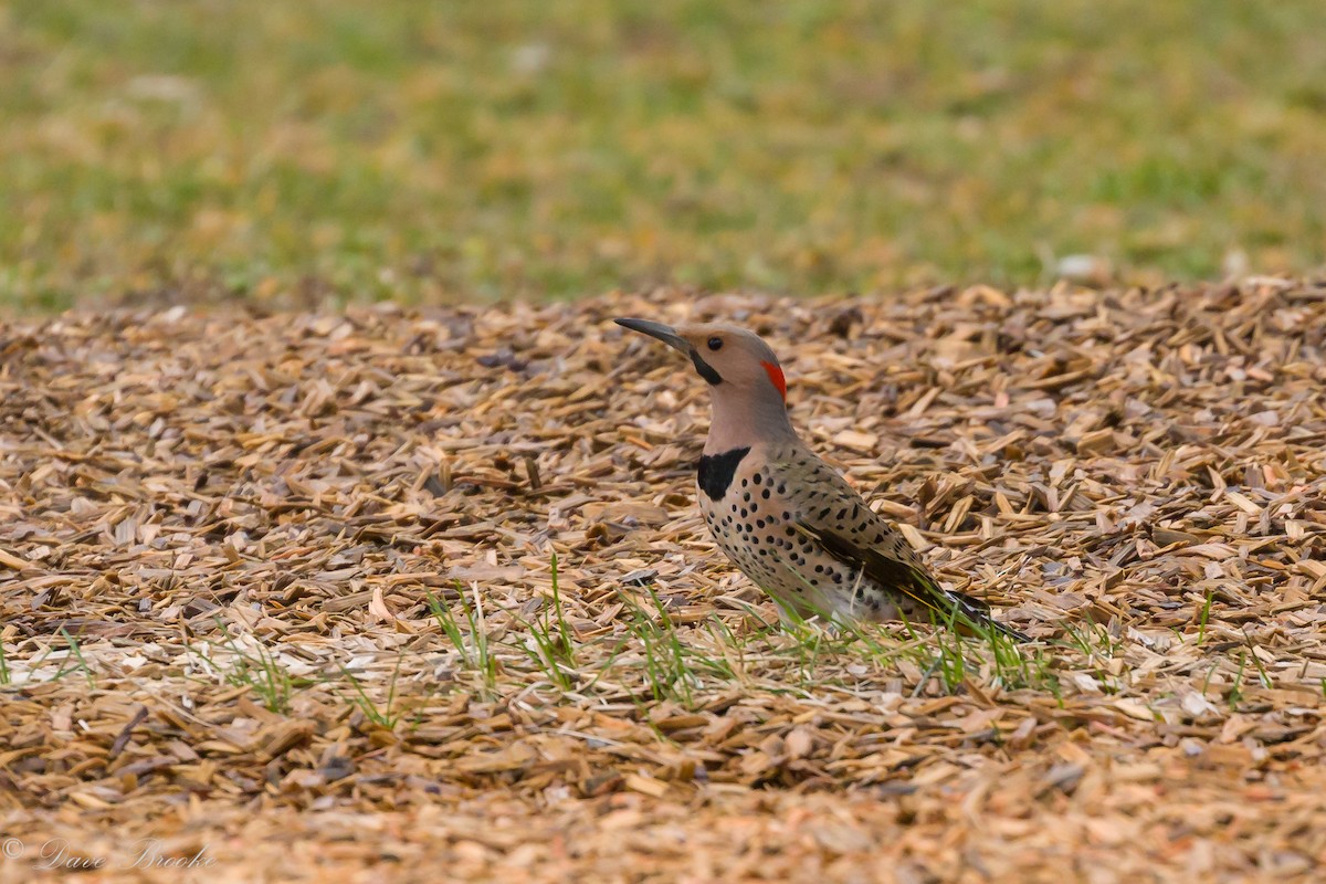Northern Flicker (Yellow-shafted) - Dave Brooke