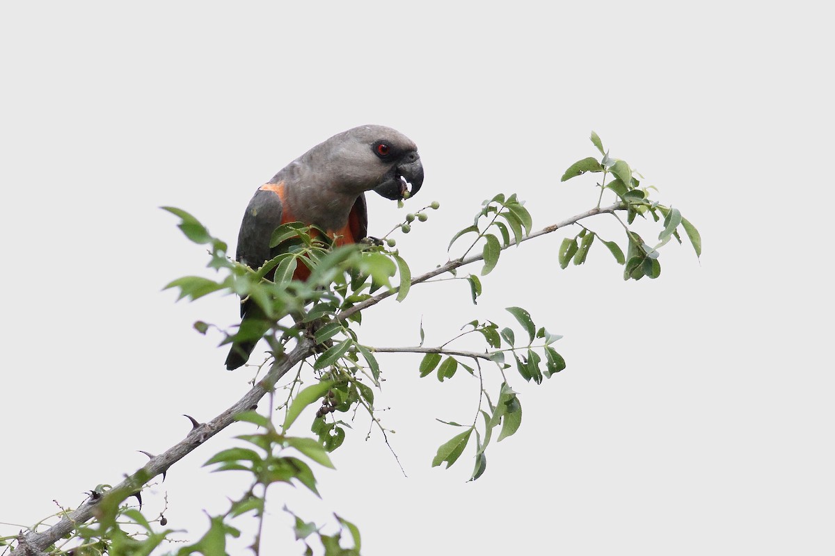 Red-bellied Parrot - ML148062871