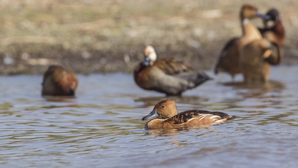 Fulvous Whistling-Duck - ML148063091