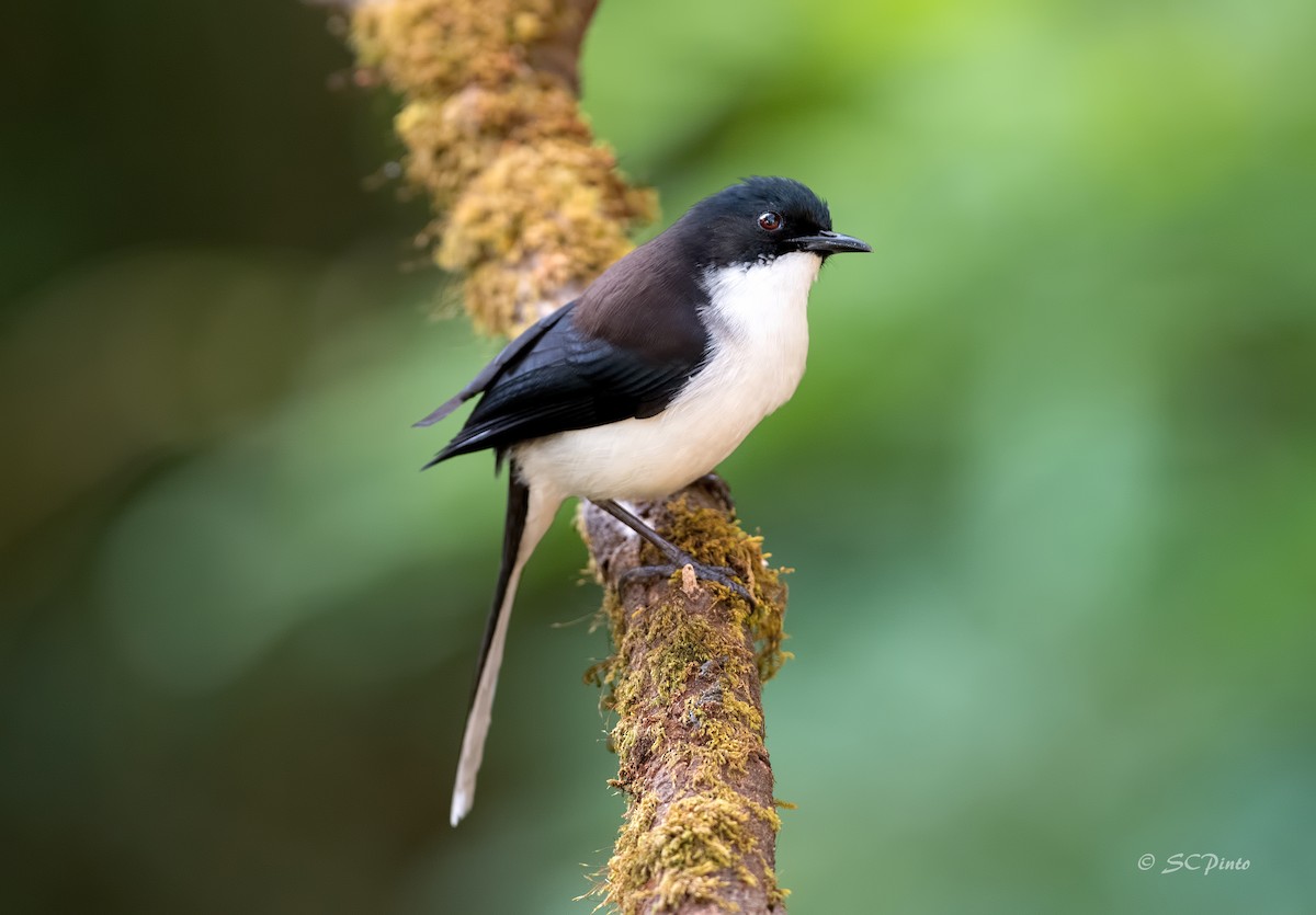 Black-backed Sibia - Shailesh Pinto