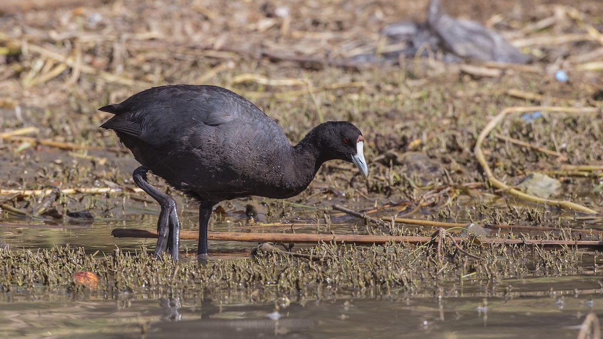 Red-knobbed Coot - ML148063451