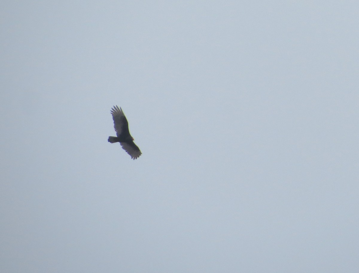 Turkey Vulture - ML148064241