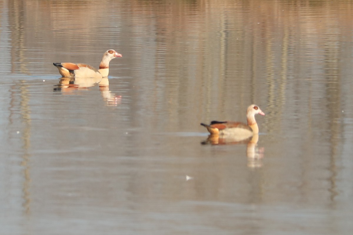 Egyptian Goose - Letty Roedolf Groenenboom