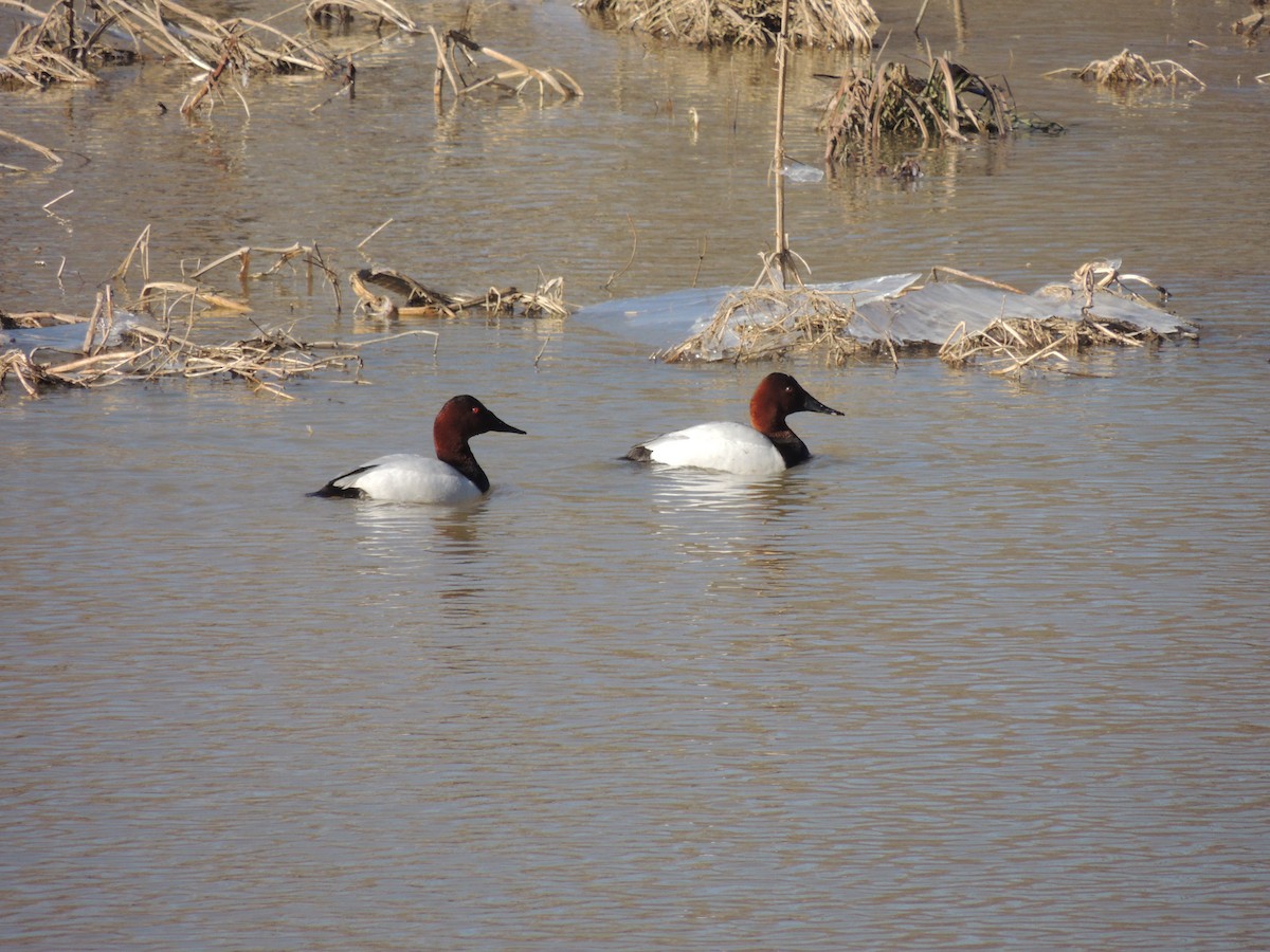 Canvasback - ML148064471