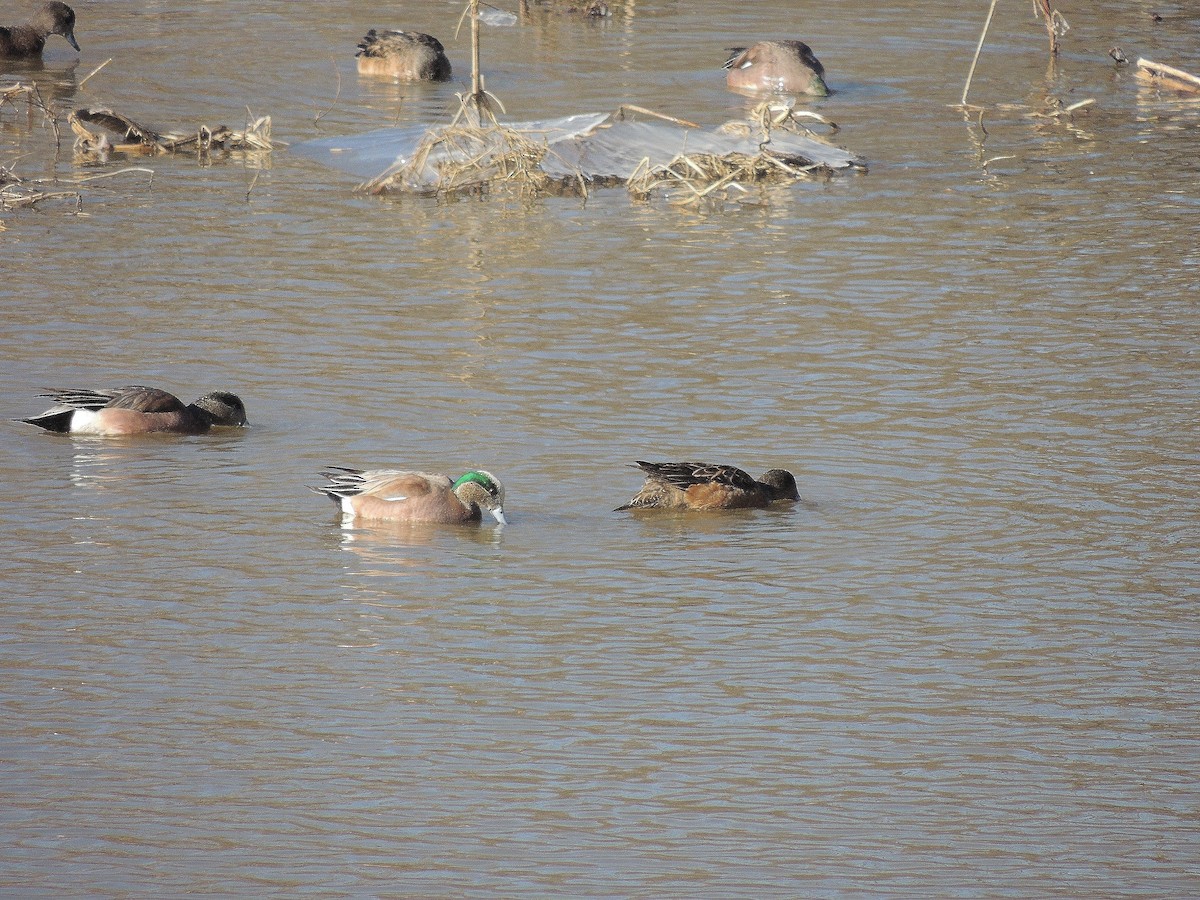 American Wigeon - ML148064551