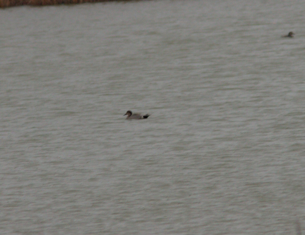 Gadwall x Northern Pintail (hybrid) - ML148064751