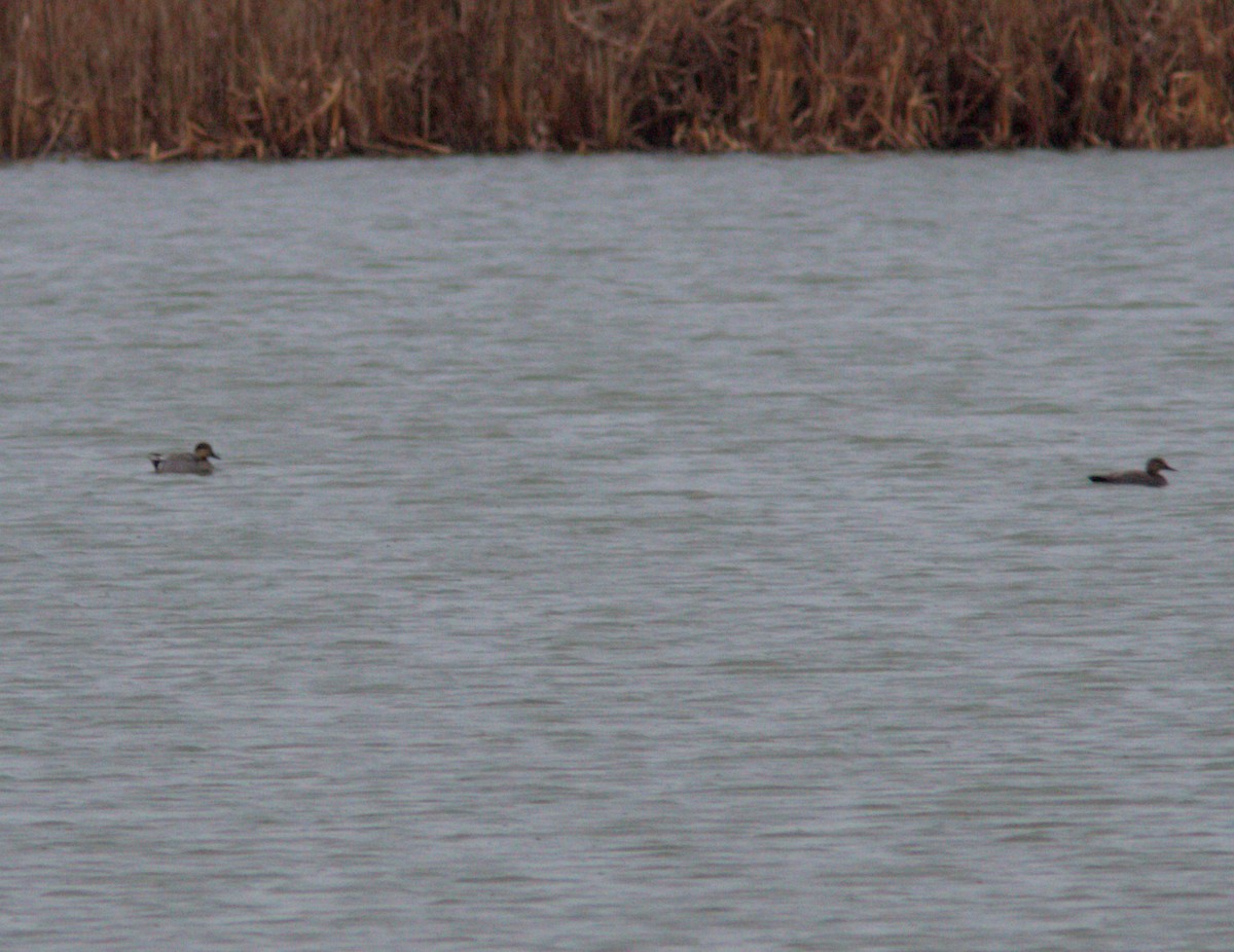 Gadwall x Northern Pintail (hybrid) - ML148064831