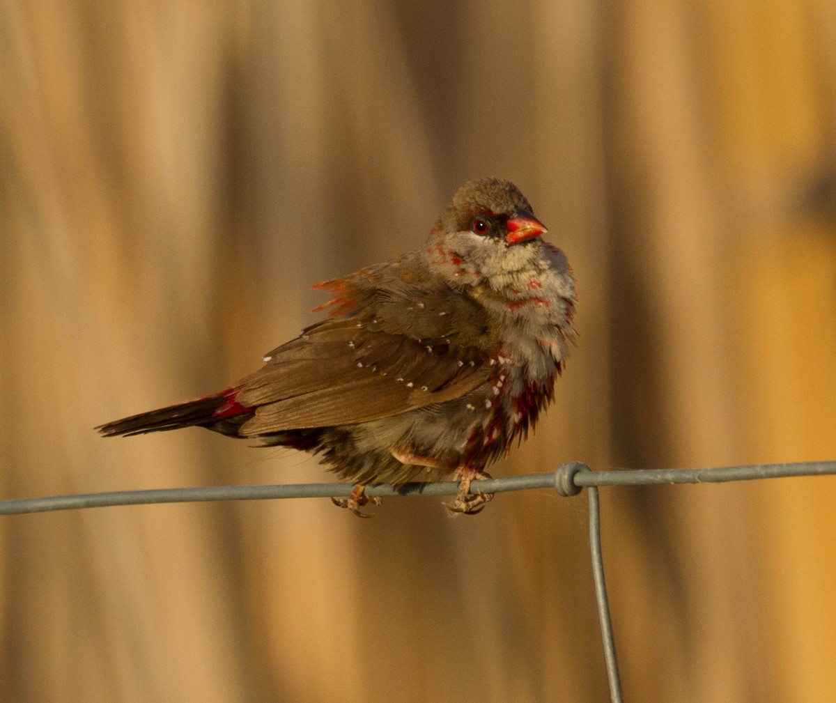 Red Avadavat - José Martín