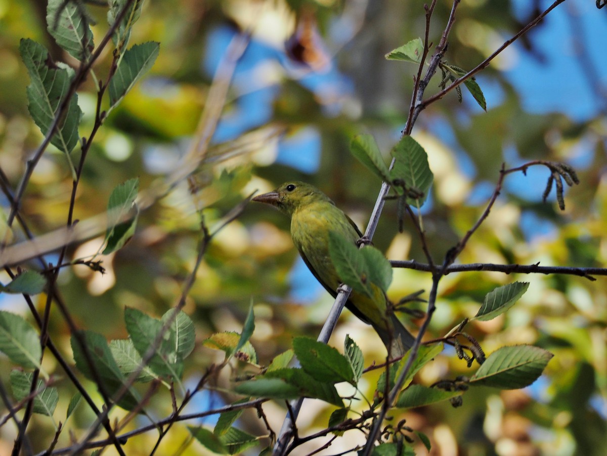 Summer Tanager - ML148065281