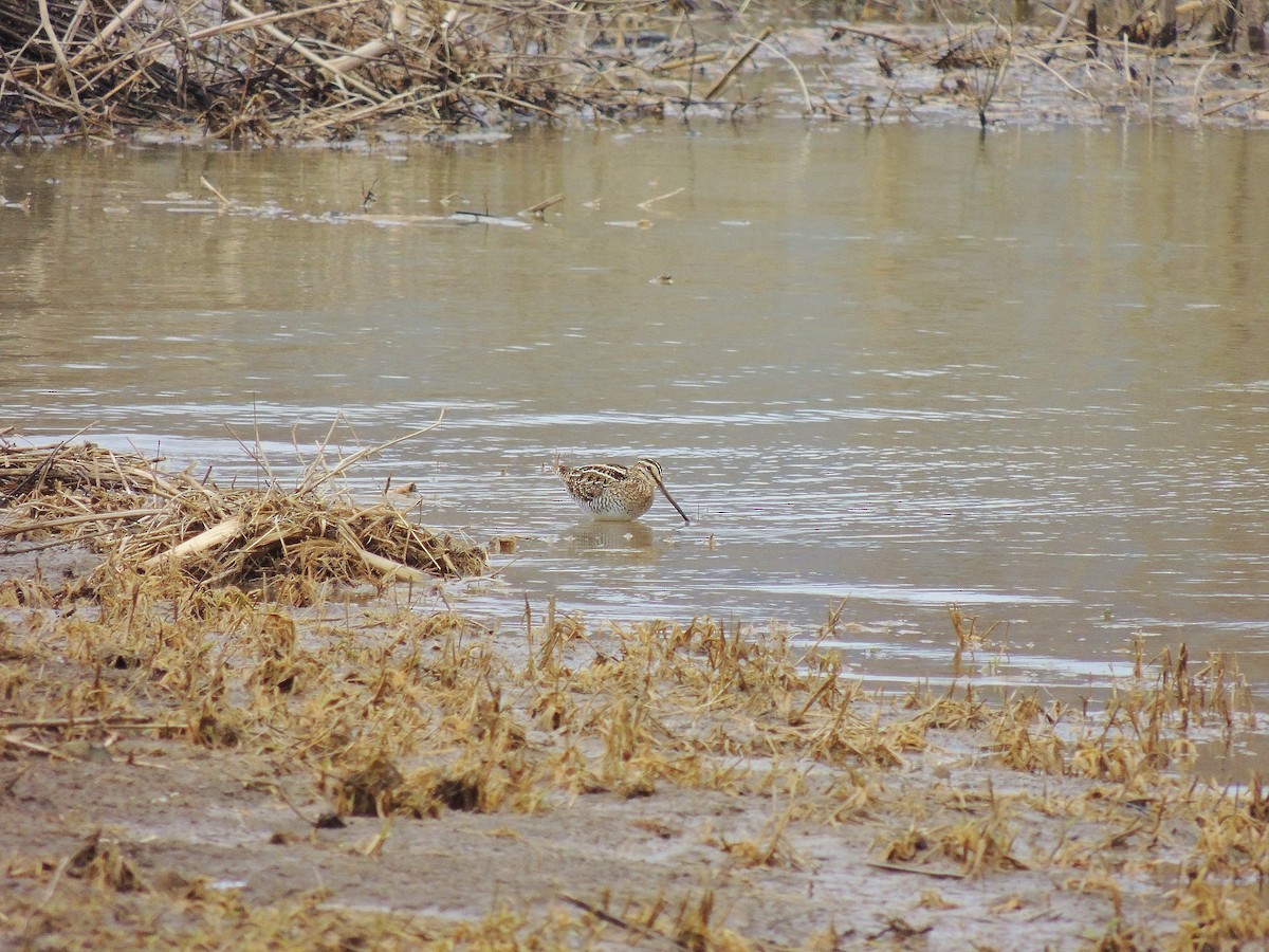 Wilson's Snipe - ML148065351