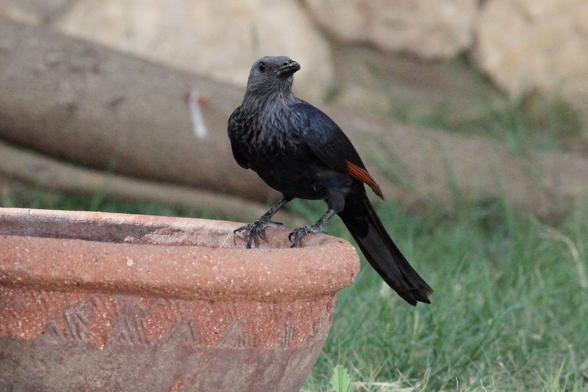 Red-winged Starling - ML148069751