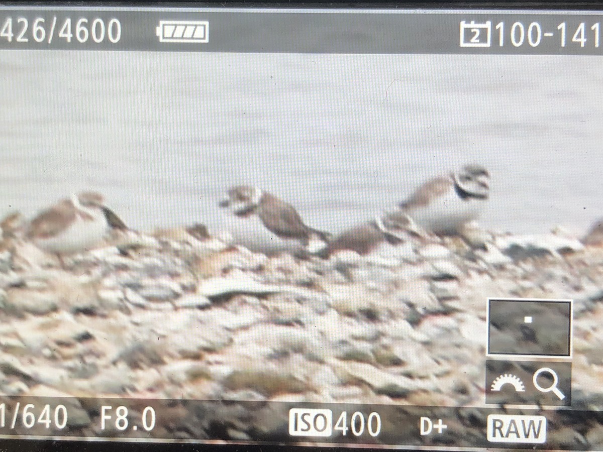 Snowy Plover - ML148071071