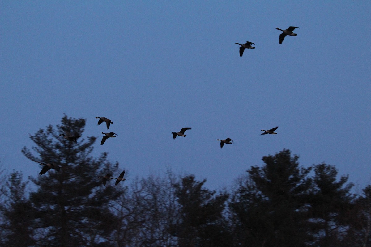 Canada Goose - ML148073261