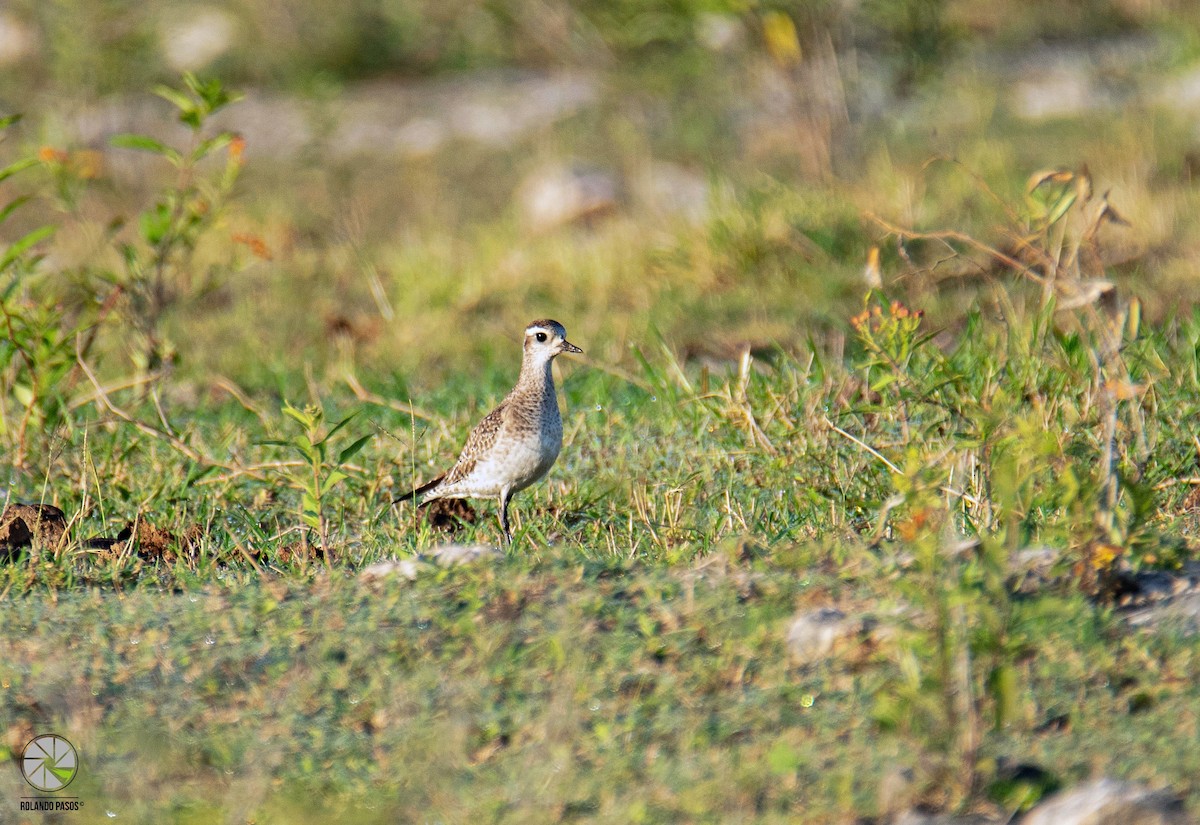 American Golden-Plover - Rolando Tomas Pasos Pérez