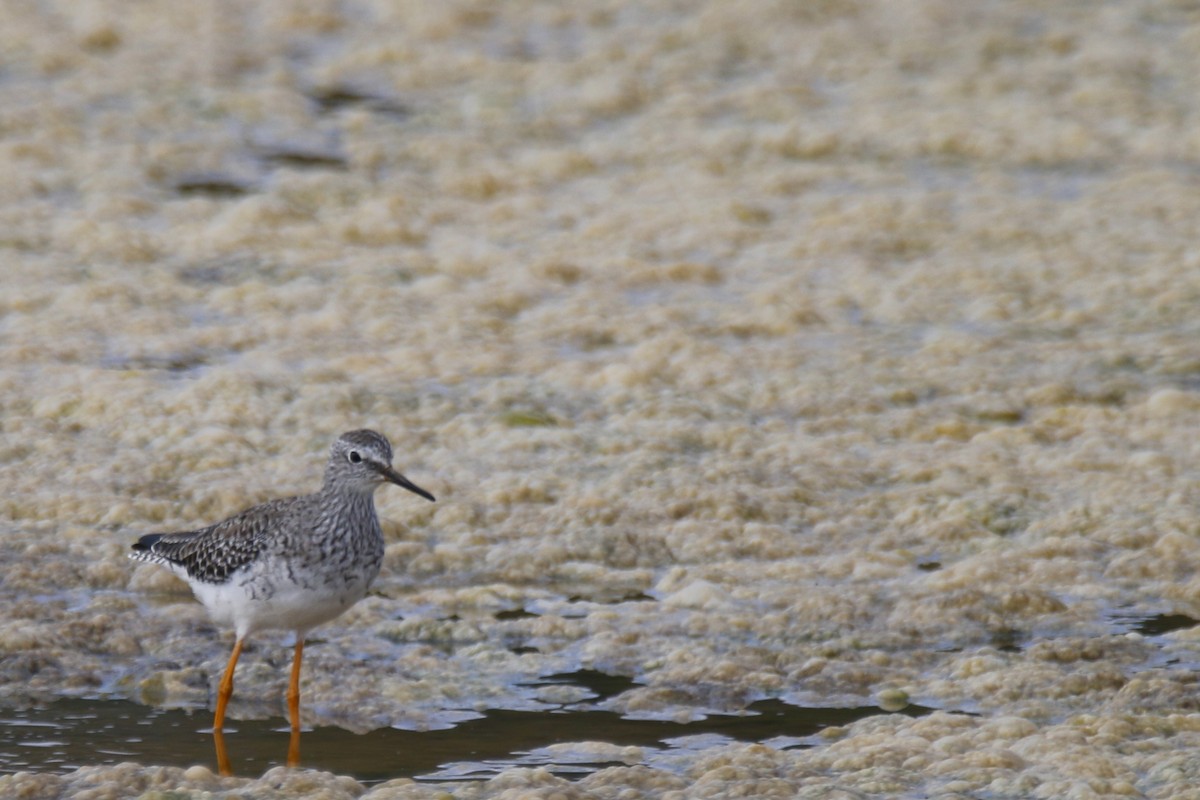 Lesser Yellowlegs - ML148073401