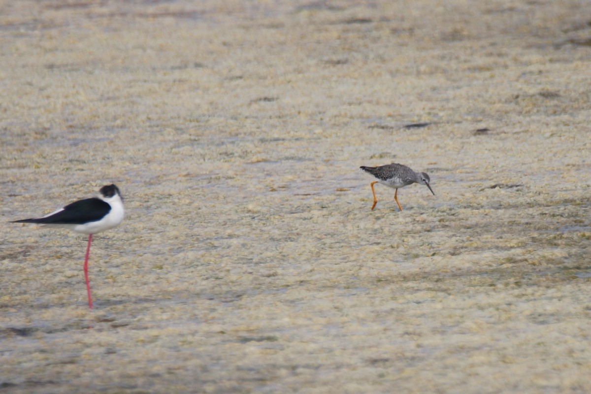 Lesser Yellowlegs - ML148073411