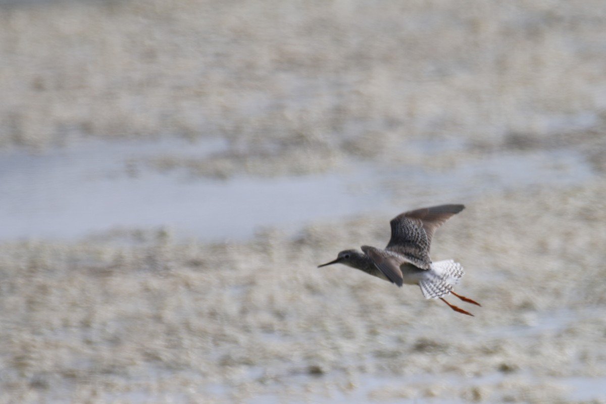 Lesser Yellowlegs - ML148073421