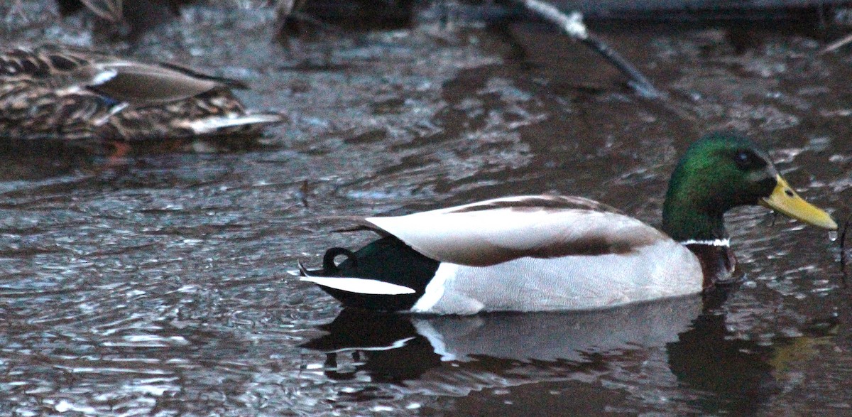 Mallard - ML148073671
