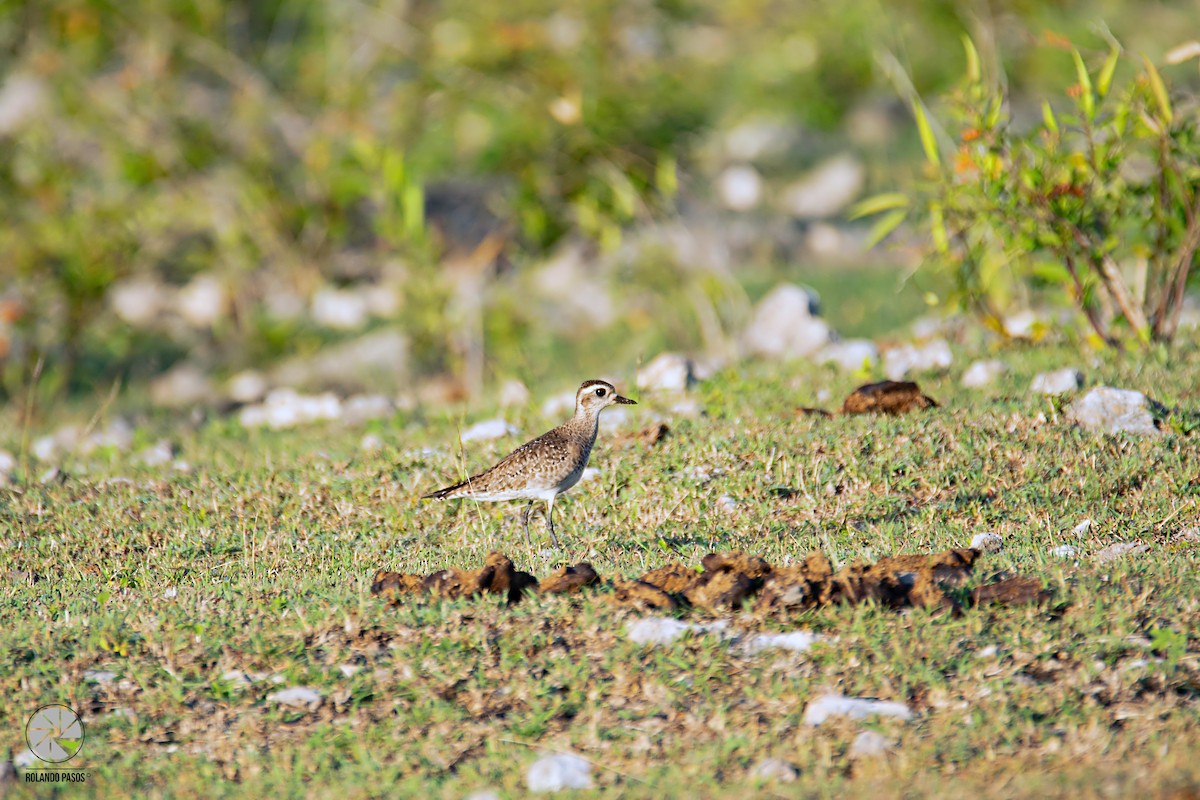 American Golden-Plover - ML148073701