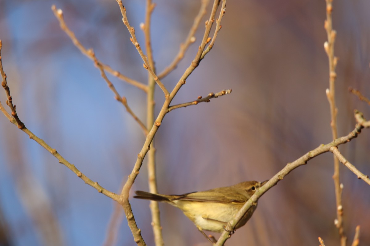 Common Chiffchaff - ML148073921