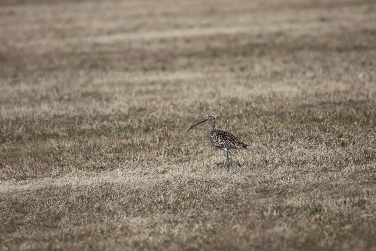 Eurasian Curlew - ML148075231