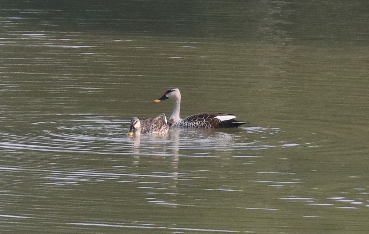 Indian Spot-billed Duck - Loch Kilpatrick