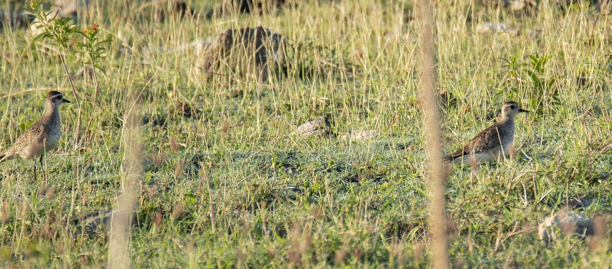 American Golden-Plover - ML148075301