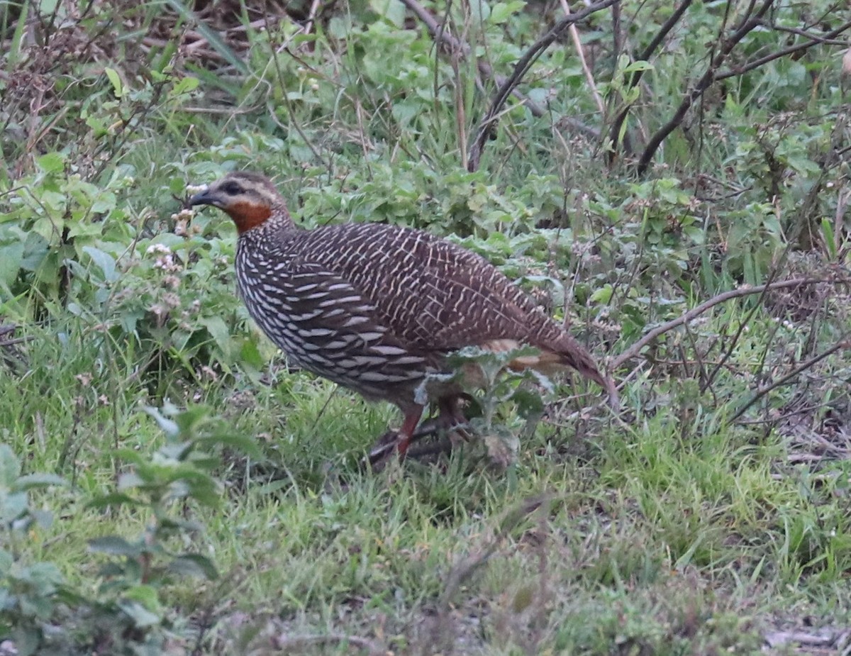 Swamp Francolin - ML148075331