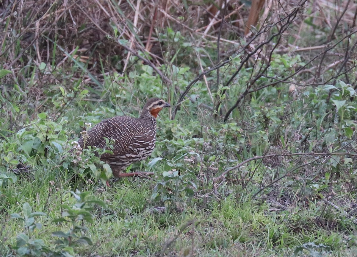 Swamp Francolin - ML148075341