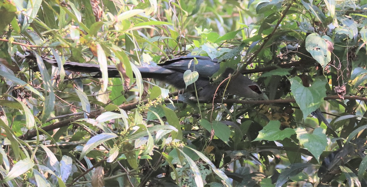 Green-billed Malkoha - ML148076001