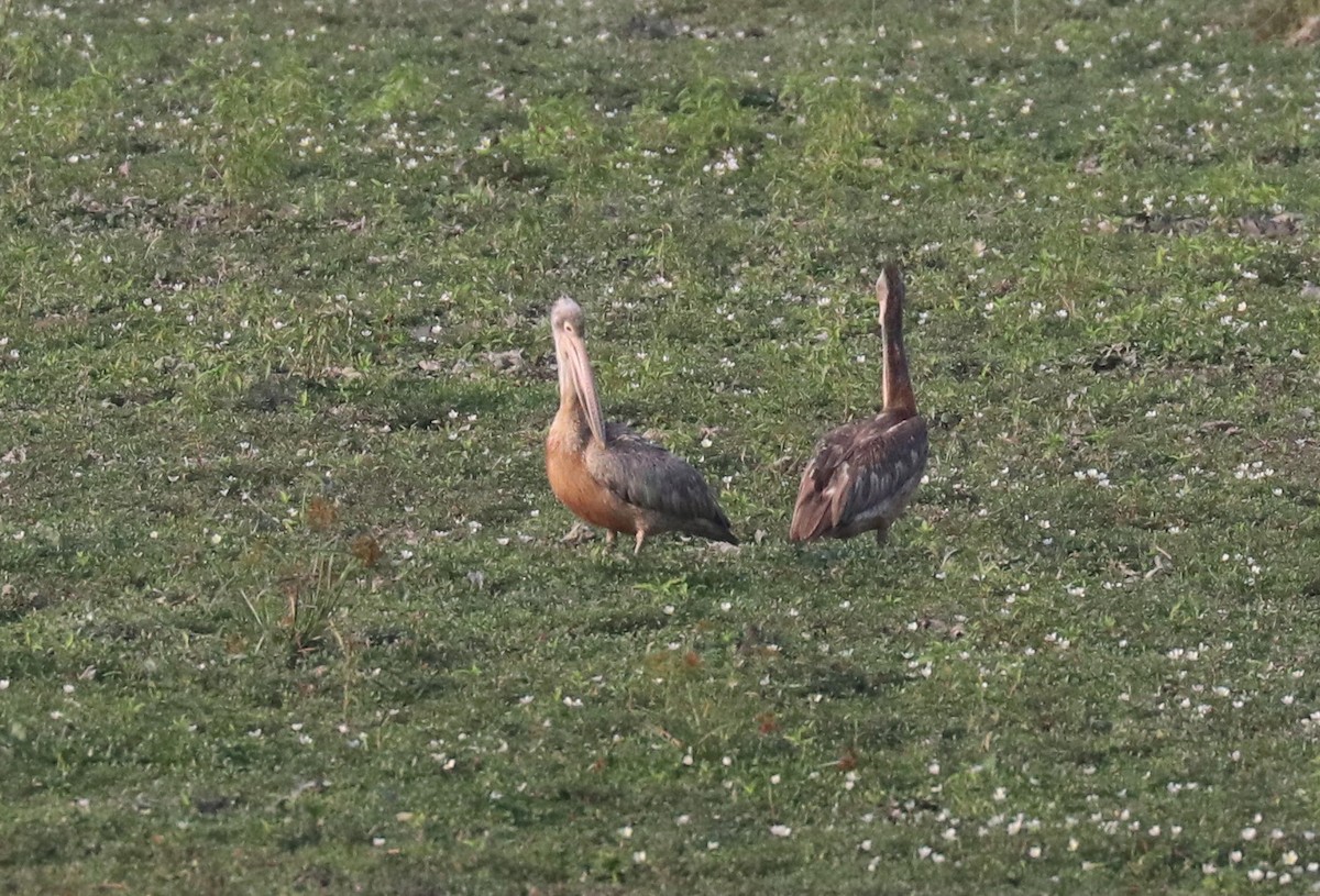 Spot-billed Pelican - ML148076371