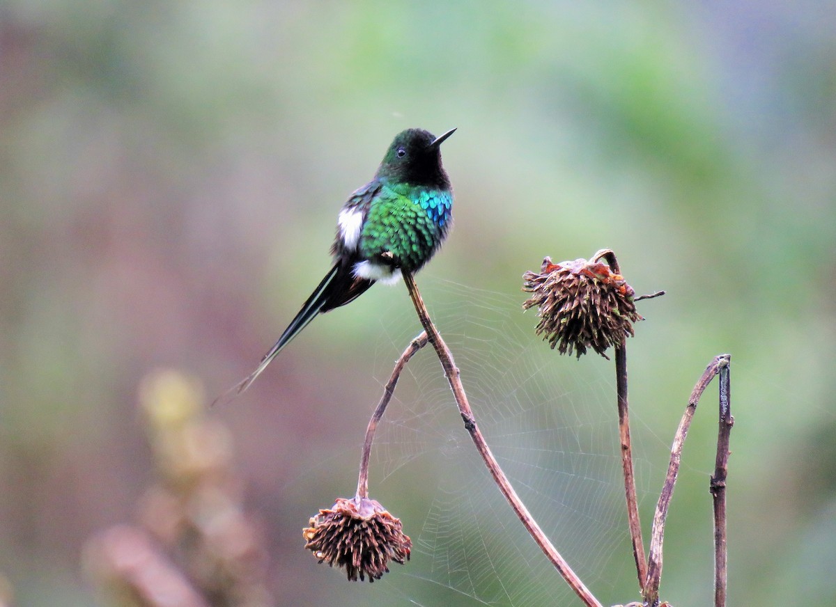 Green Thorntail - ML148076401