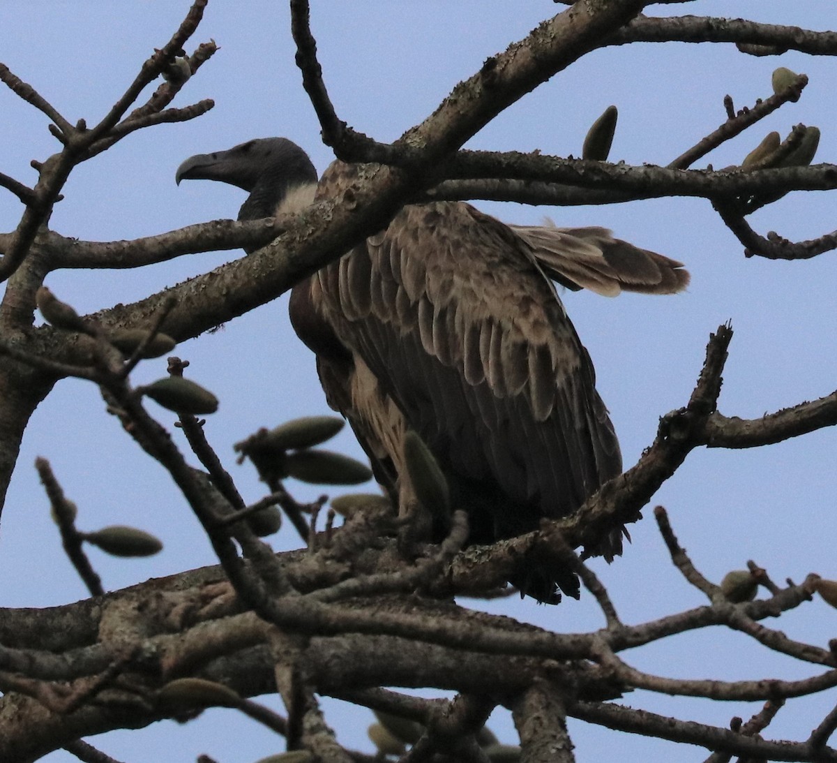 Slender-billed Vulture - ML148076551