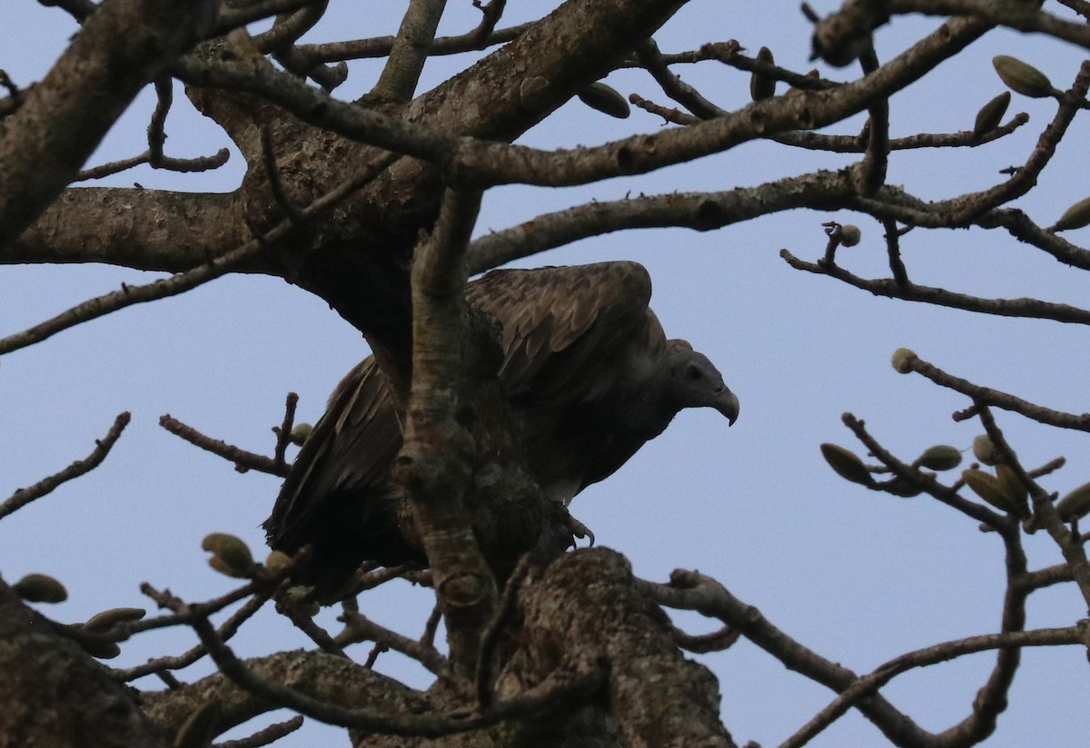 Slender-billed Vulture - ML148076561