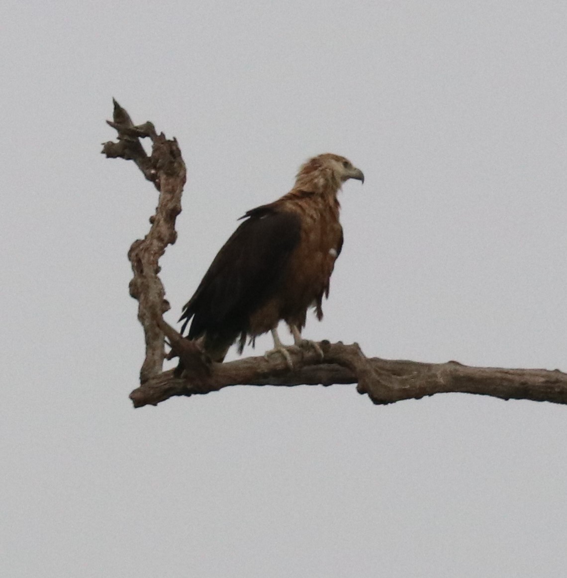 Pallas's Fish-Eagle - ML148076761