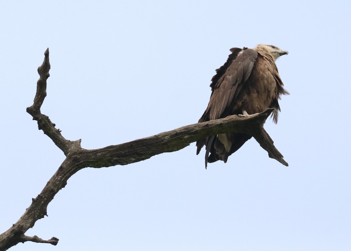 Pallas's Fish-Eagle - ML148076781