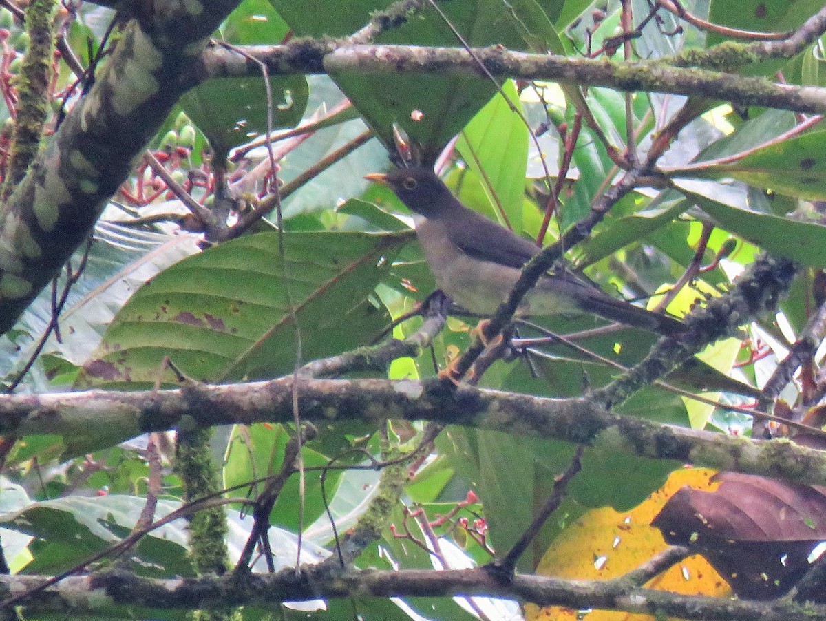 White-throated Thrush - Oliver  Komar