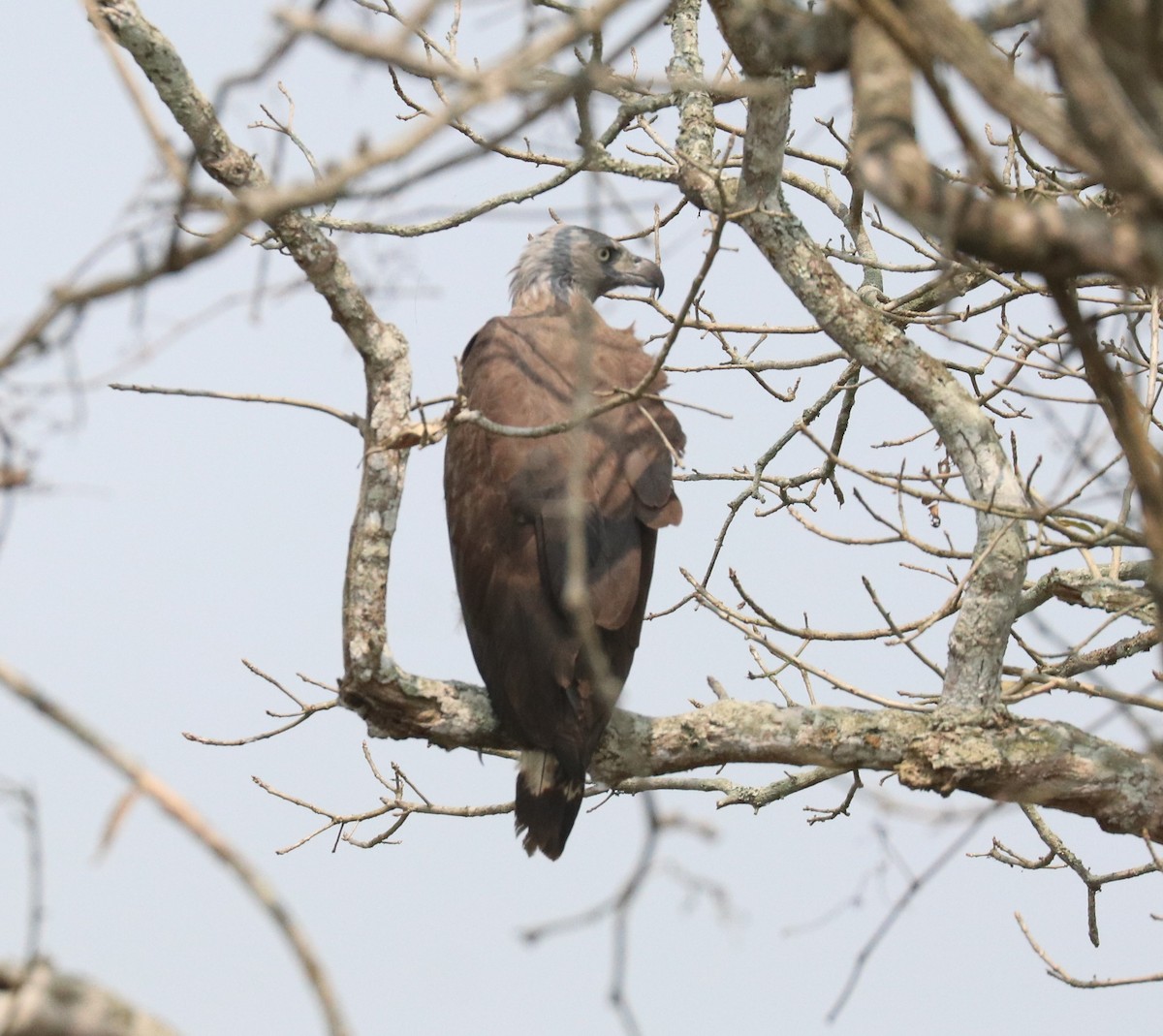 Gray-headed Fish-Eagle - ML148076941