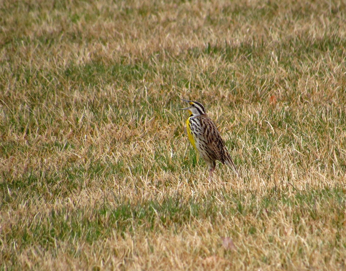 Eastern Meadowlark - ML148077041