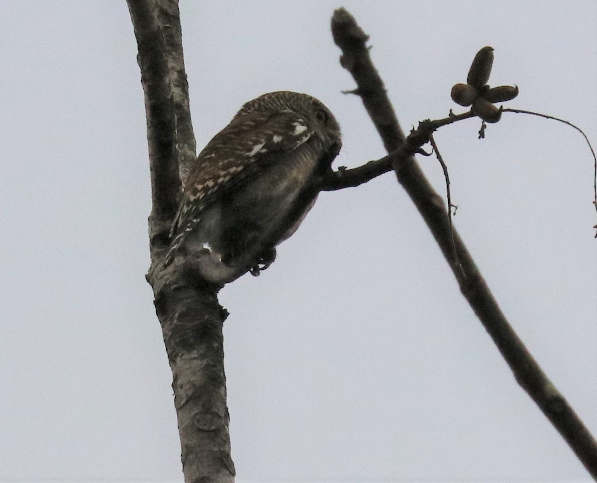 Asian Barred Owlet - ML148077081