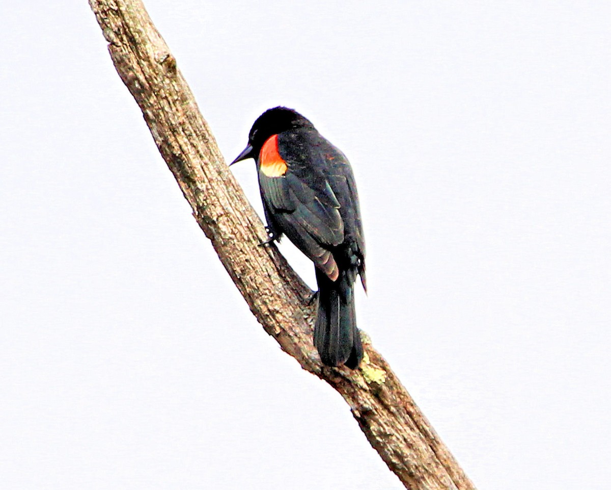 Red-winged Blackbird - ML148077301